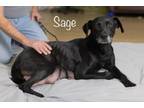 Adopt Sage a Labrador Retriever