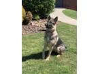 Adopt Harlee a German Shepherd Dog