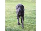 Adopt Sammy (with FurKids) a Weimaraner