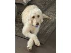 Adopt Doria a Standard Poodle, Retriever