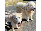 Adopt Aria and Elda a Great Pyrenees