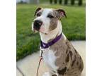 Adopt Candlelight a Catahoula Leopard Dog, Mixed Breed