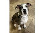 Adopt Candlelight a Catahoula Leopard Dog, Mixed Breed