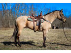 Super Pretty Aqha Registered Grulla Mare, Ranch Work, Trail Ride, Gentle