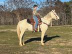 Grey Grade Gelding