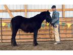 Licorice Twist (LT) Black Gypsy Vanner Colt