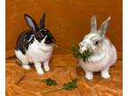 Adopt Buffy and Quinnie a Mini Rex, English Spot