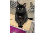 Adopt Princely a Domestic Short Hair