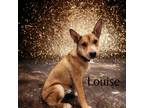Adopt Louise a Shepherd
