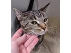Adopt Mother Mary a Tabby