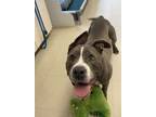 Adopt Nova a Pit Bull Terrier, Mixed Breed