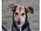 Adopt Nala a English Shepherd