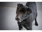 Adopt Kelly a Shar-Pei, Coonhound