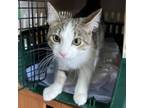 Adopt Misty a Domestic Short Hair