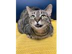 Adopt Nalla a Domestic Short Hair