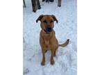 Adopt Nova a Labrador Retriever