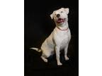 Adopt Snowball a Pit Bull Terrier