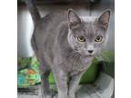 Adopt Daisy a Domestic Short Hair