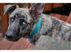 Adopt Rogue~ Courtesy a Dutch Shepherd, German Shepherd Dog