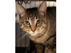 Adopt Jade a Domestic Short Hair