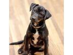 Adopt Lilo a Rat Terrier, Labrador Retriever