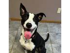 Adopt Tillie a Border Collie