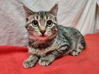 Adopt Birch a Domestic Short Hair