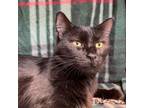 Adopt Penny a Domestic Long Hair