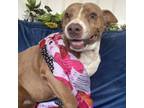 Adopt Muffin a Pit Bull Terrier, Labrador Retriever