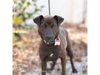 Adopt Wendy a Labrador Retriever