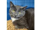 Adopt Slim a Domestic Short Hair