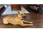 Adopt Maddie a Black Mouth Cur