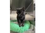 Adopt January a Domestic Short Hair