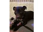Adopt XP Raven a American Staffordshire Terrier