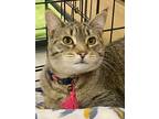 Adopt Emmeline a Tabby, Domestic Short Hair