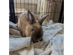 Adopt Sapphire a Bunny Rabbit