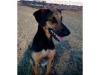 Adopt EMMA JEAN a Black and Tan Coonhound