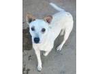 Adopt BLANCA a Cattle Dog, Australian Cattle Dog / Blue Heeler