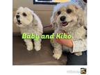 Adopt Baby & Kiko a Shih Tzu