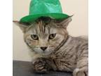 Adopt Posey a Domestic Short Hair