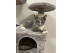 Adopt Marianne a Domestic Short Hair