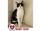 Adopt Baby Gigi a Domestic Short Hair