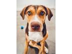 Adopt Baby Merida - PERFECT FAMILY DOG!! a Hound, Labrador Retriever