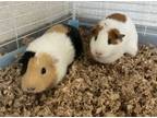 Adopt Cali (gp)-Bonded to Patches a Guinea Pig