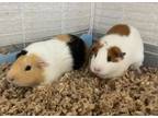 Adopt Patches (gp)Bonded to Cali a Guinea Pig