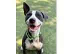 Adopt Fern a Pit Bull Terrier, Mixed Breed