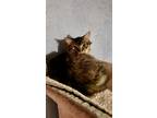 Adopt Sweetie a Tabby, Domestic Medium Hair