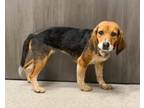 Adopt Flora a Beagle