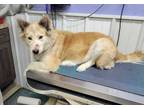 Adopt Sophie a Husky