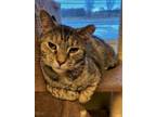 Adopt Maize a Domestic Short Hair